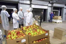 Чем кормят в школах и детсадах?